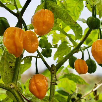 Trinidad Seasoning Pepper Seeds