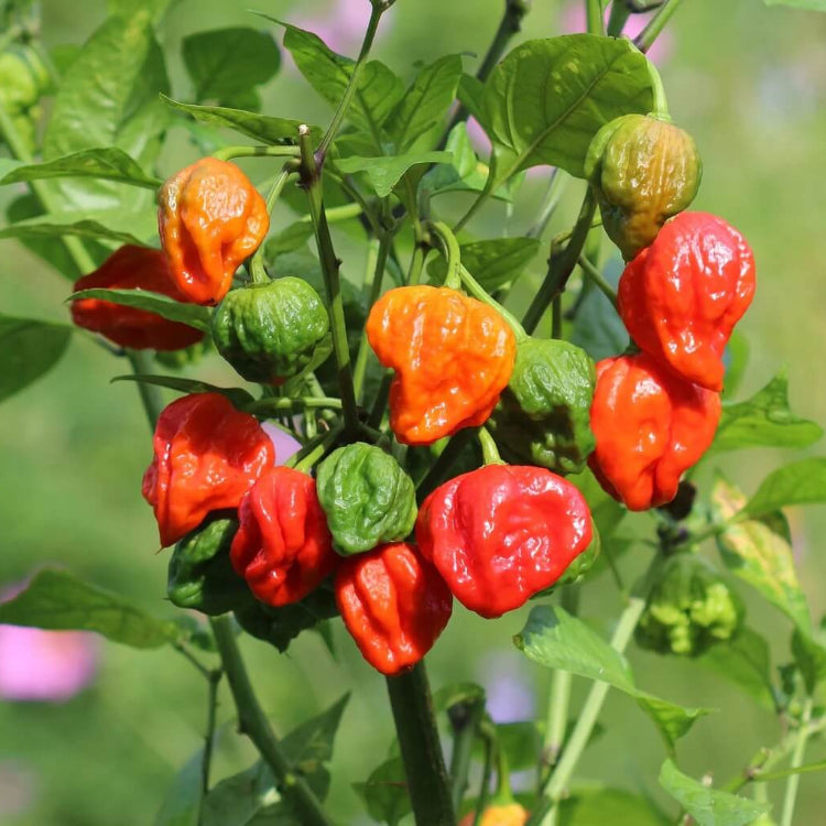 Trinidad Seasoning Pepper Seeds