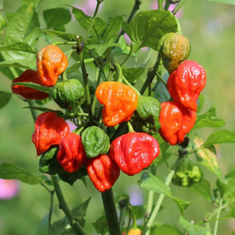 Trinidad Seasoning Pepper Seeds for Planting
