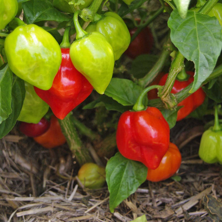 Trinidad Seasoning Pepper Seeds for Planting