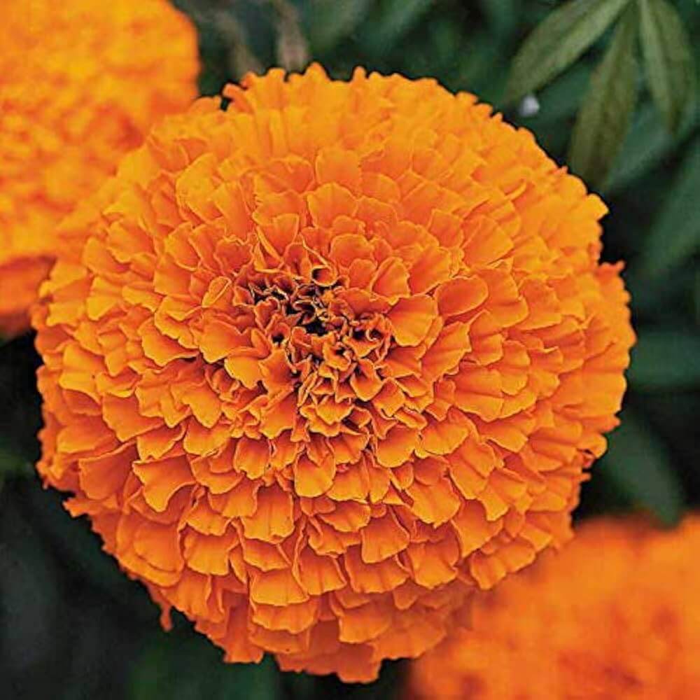 Triploid Marigold Seeds – Hybrid Vigorous
