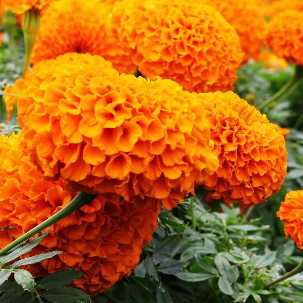 Triploid Marigold Seeds – Hybrid Vigorous
