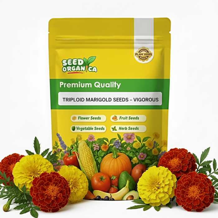 Triploid Marigold Seeds – Vigorous