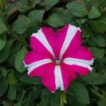 Tritunia Seeds – Pink White – Wildflower