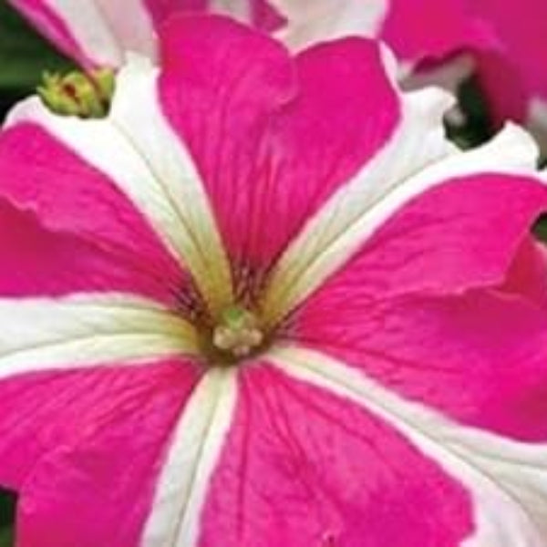 Tritunia Seeds – Pink White – Wildflower