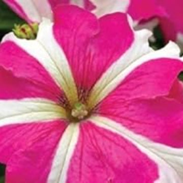 Tritunia Seeds – Pink White – Wildflower