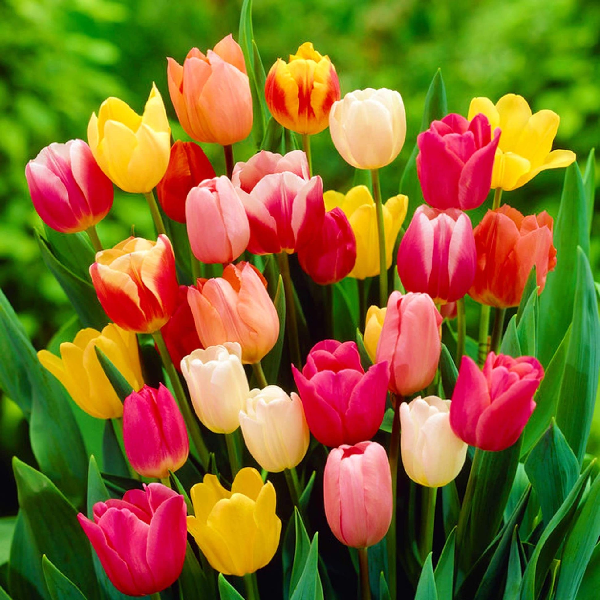 Triumph Tulip Seeds - Flower Plant
