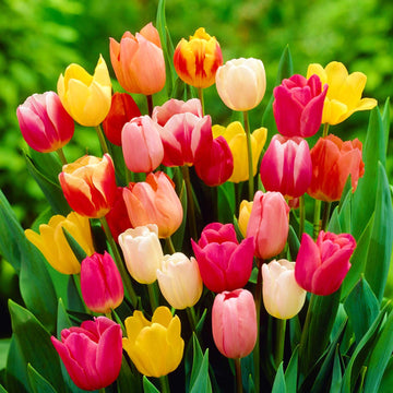 Triumph Tulip Seeds - Flower Plant