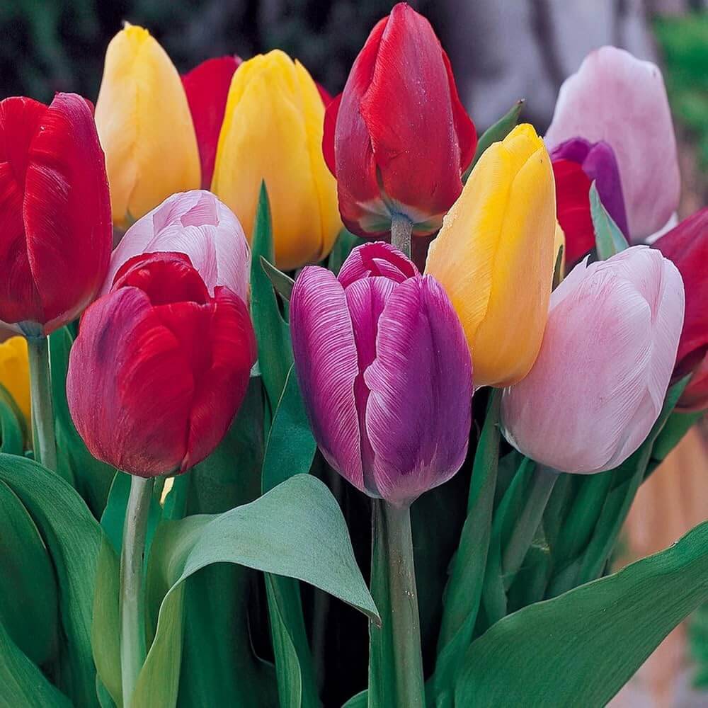 Triumph Tulip Seeds - Flower Plant