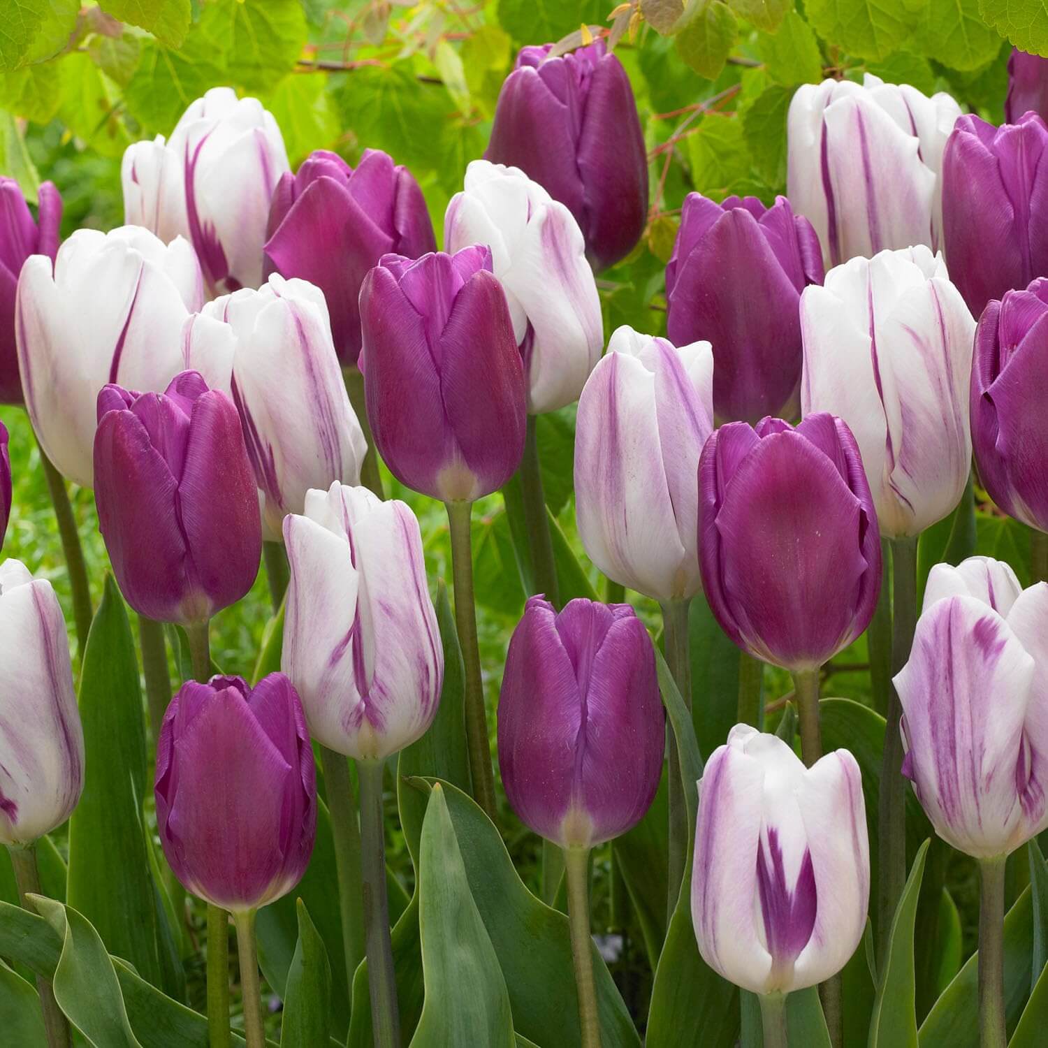 Triumph Tulip Seeds - Flower Plant