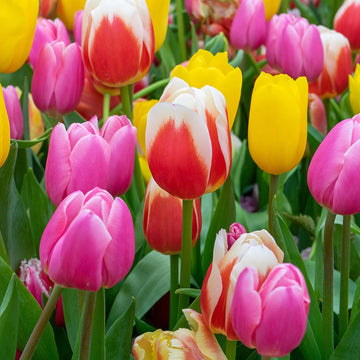 Triumph Tulip Seeds - Flower Plant