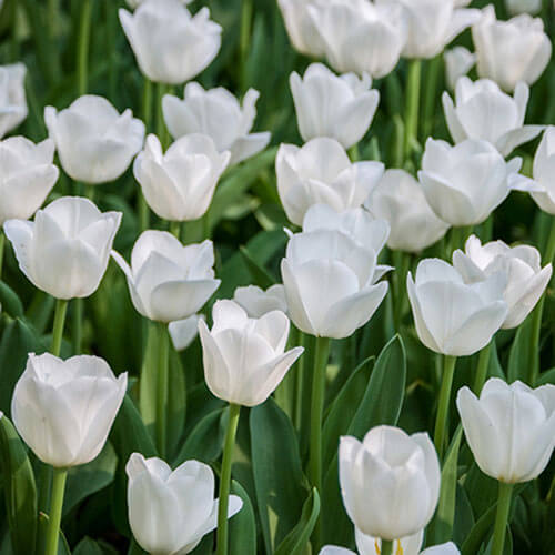 Triumph Tulip Seeds - Flower Plant