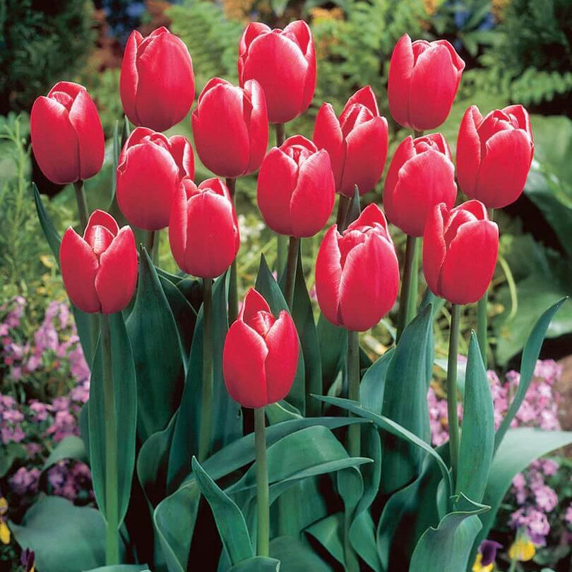 Triumph Tulip Seeds - Flower Plant