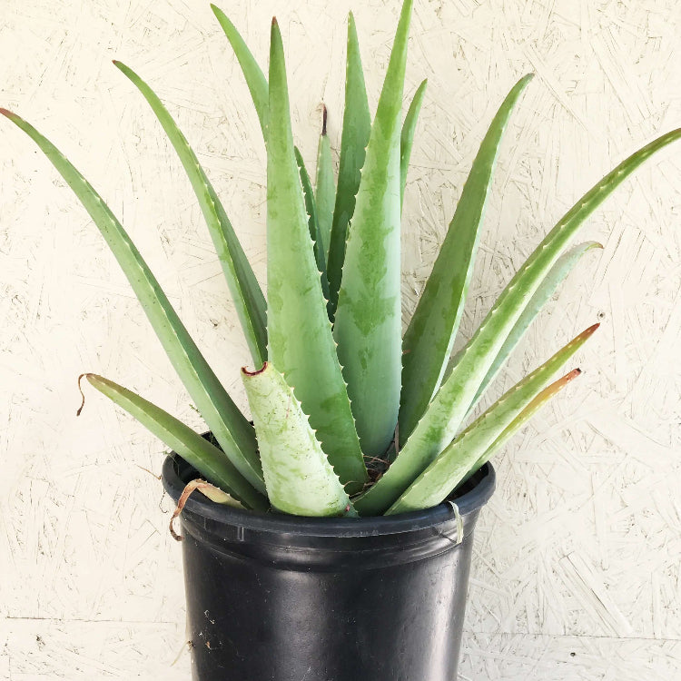 Tropical Aloe Seeds