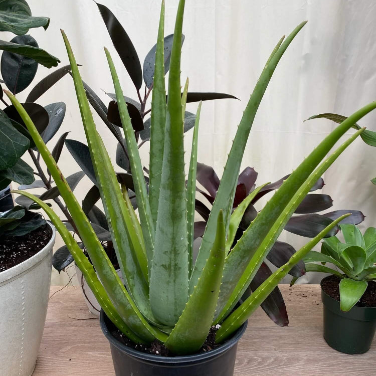 Tropical Aloe Seeds