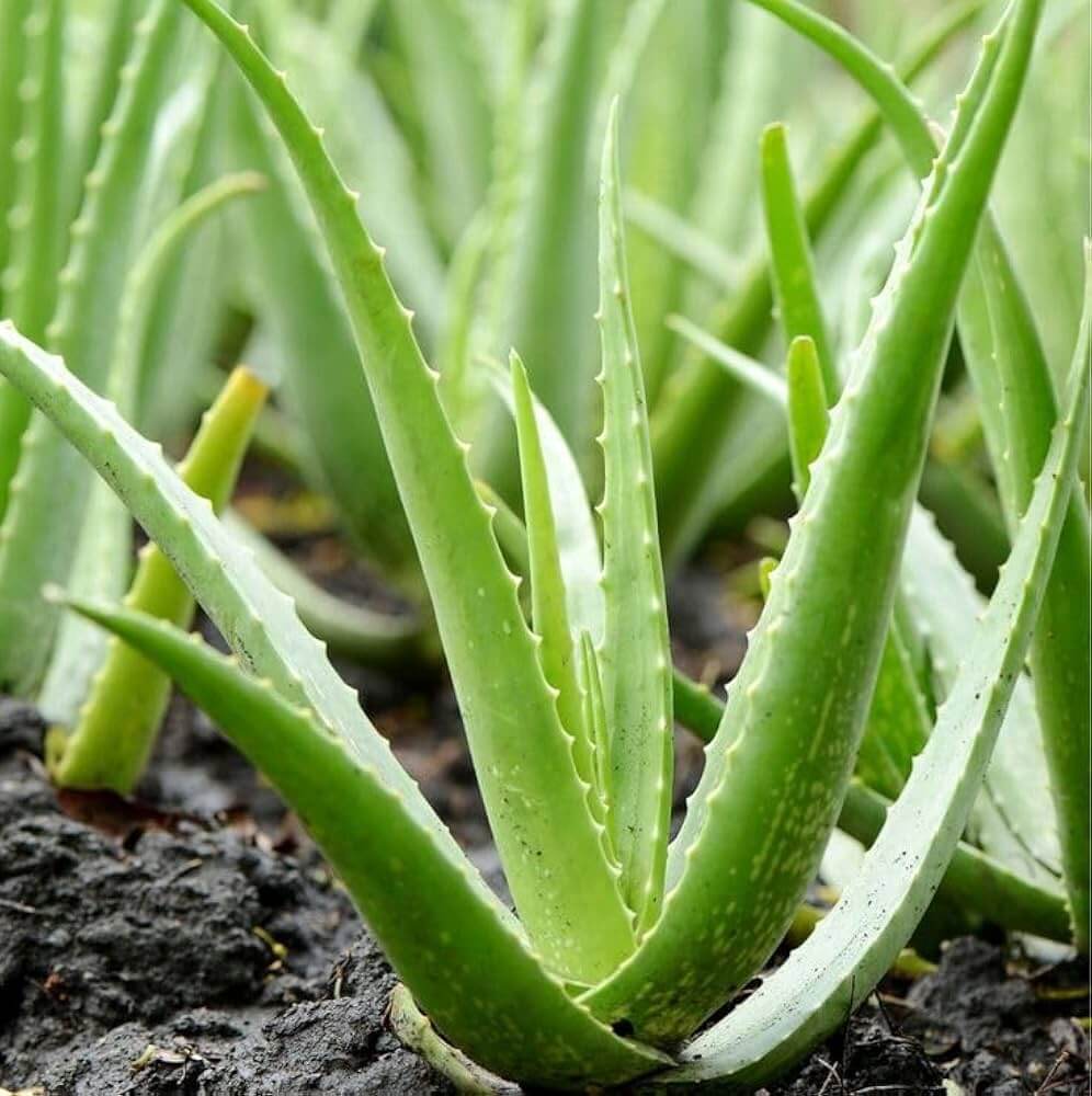 Tropical Aloe Seeds