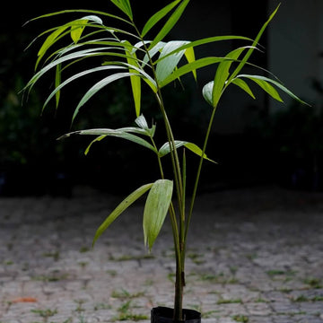 Tropical Berry Palm Seeds - Fruit Plant