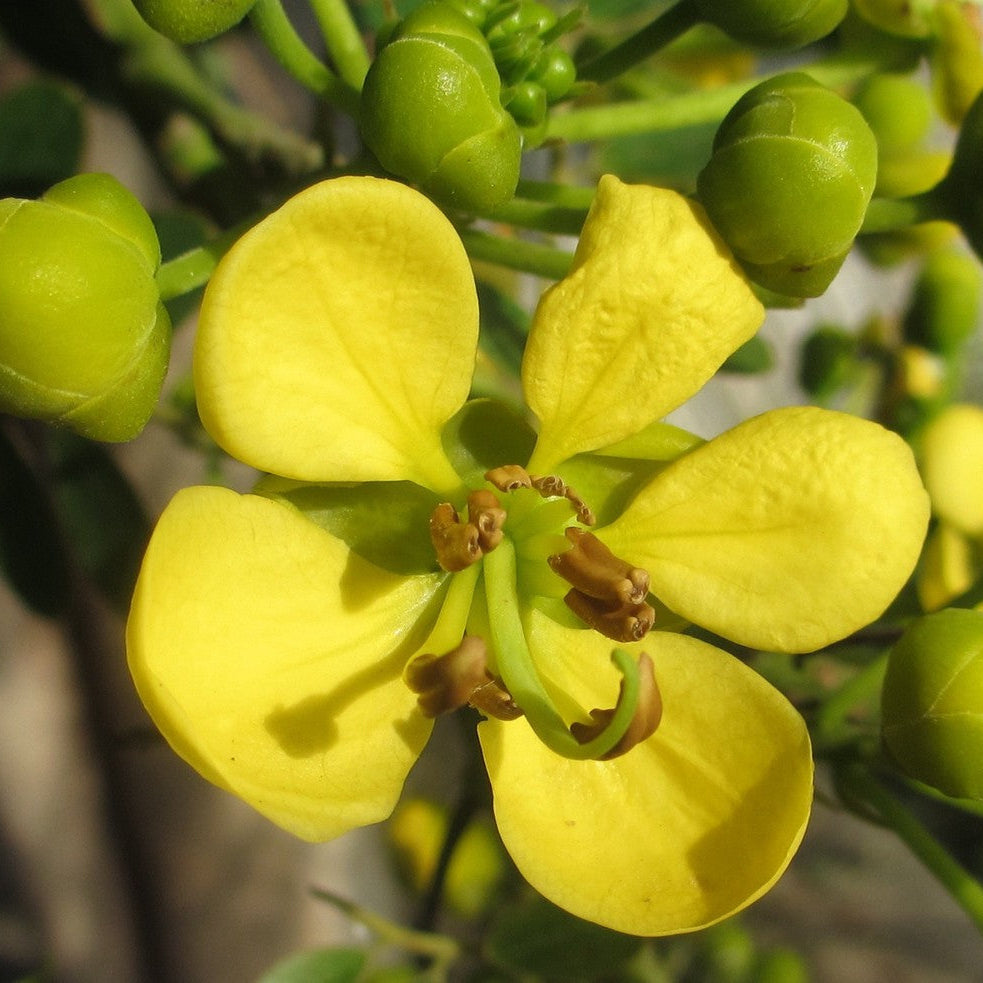 Tropical Cassia Siamea Seeds 