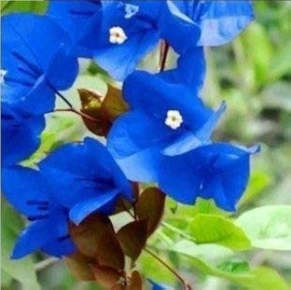 Tropical Climbing Vine Bougainvillea Seeds