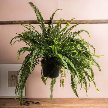Tropical Fern Seeds