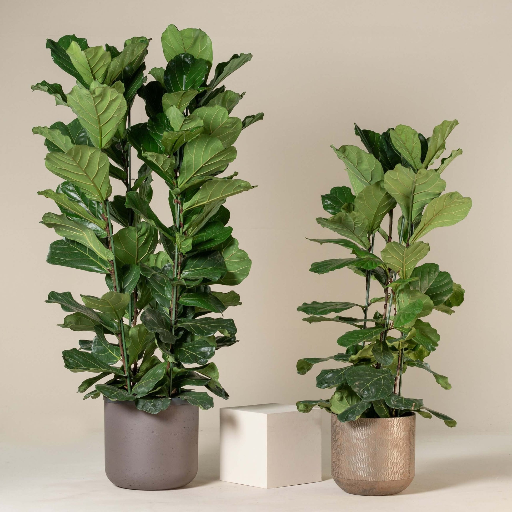 Tropical Fiddle Leaf Fig Plant Seeds