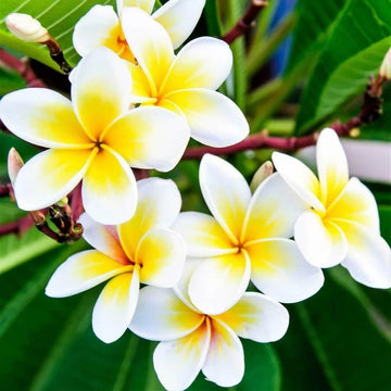 Tropical Frangipani Seeds