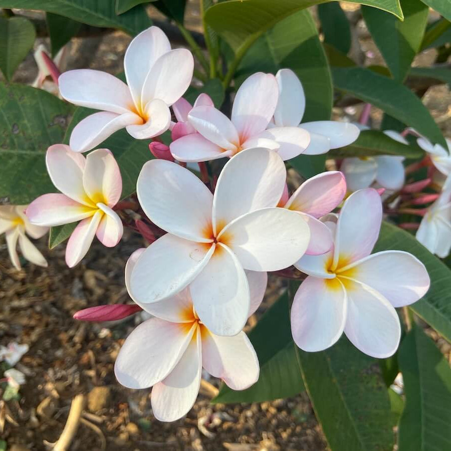 Tropical Frangipani Seeds