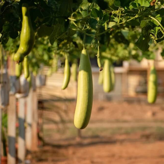 Tropical Gourd Seeds