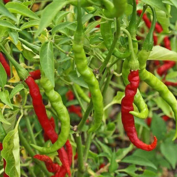 Tropical Hot Pepper Seeds
