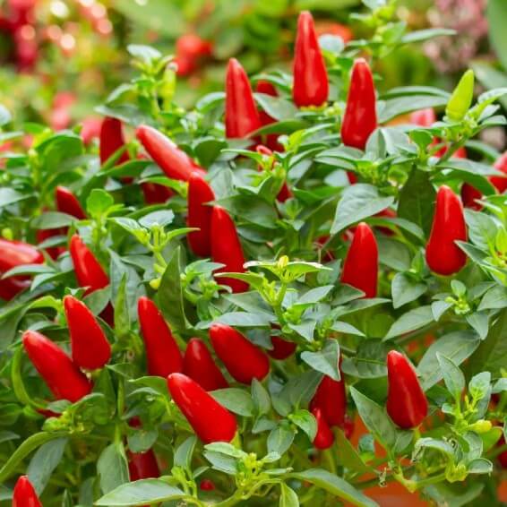 Tropical Hot Pepper Seeds