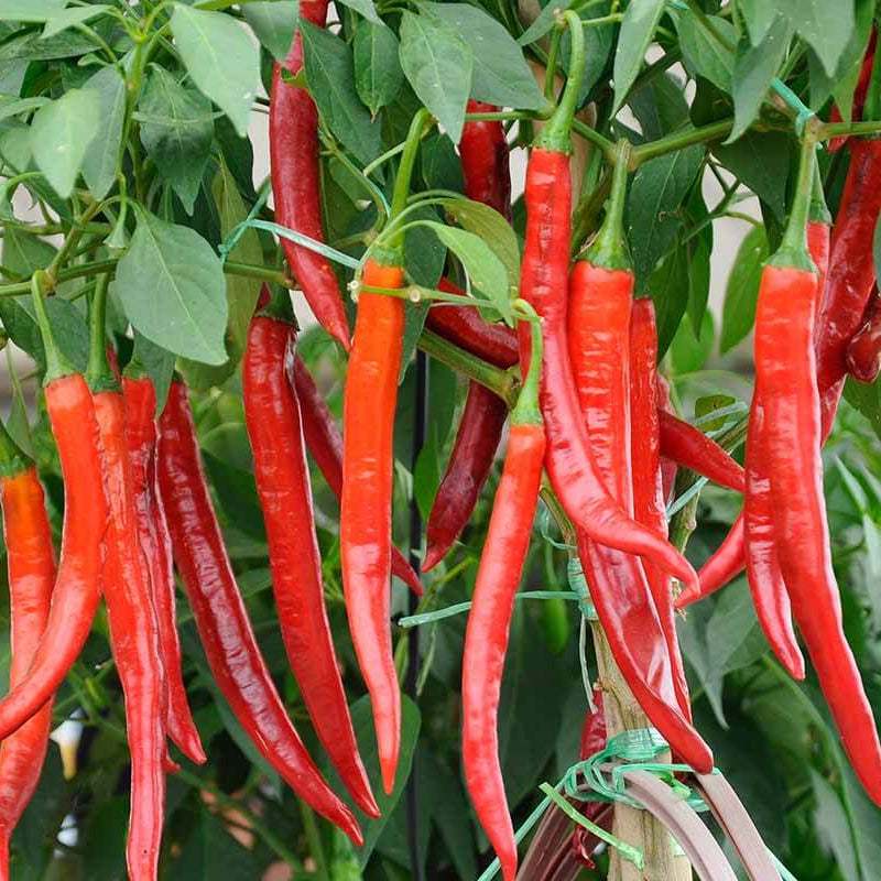 Tropical Hot Pepper Seeds