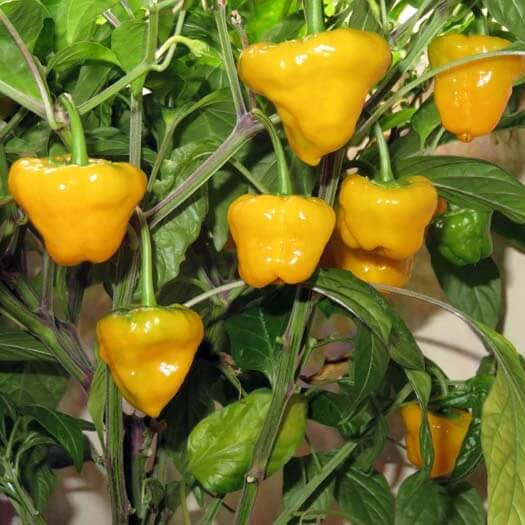 Tropical Hot Pepper Seeds