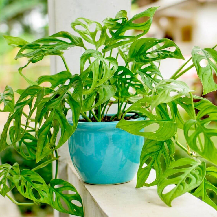 Tropical Houseplant Monstera Seeds