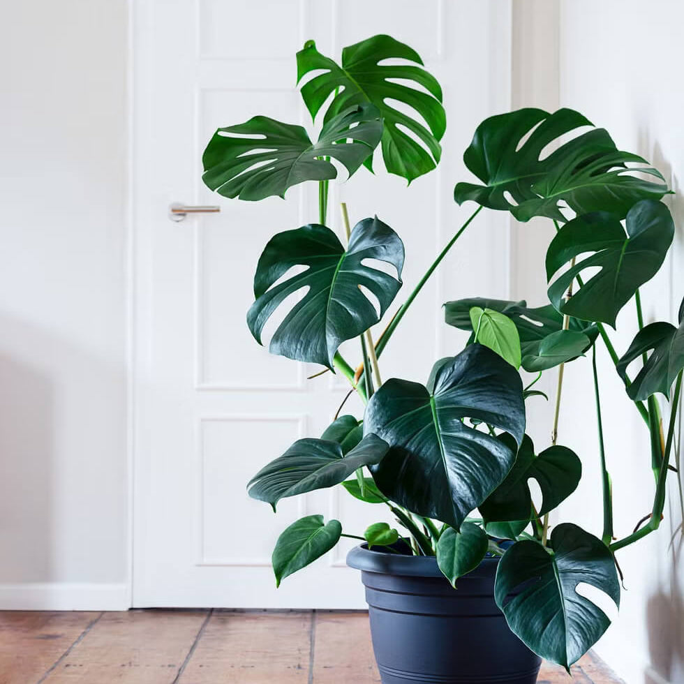 Tropical Houseplant Monstera Seeds