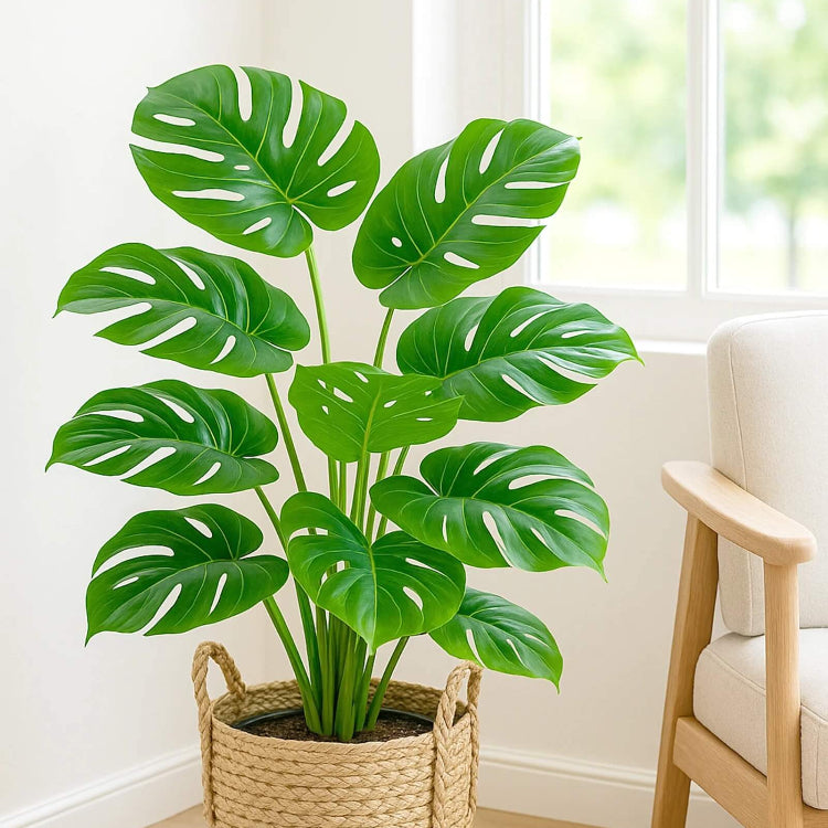 Tropical Houseplant Monstera Seeds