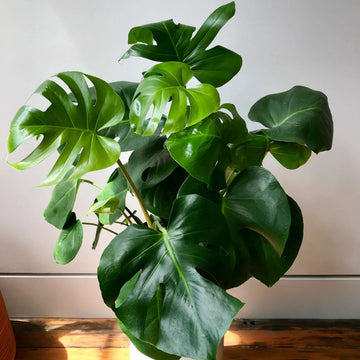 Tropical Houseplant Monstera Seeds