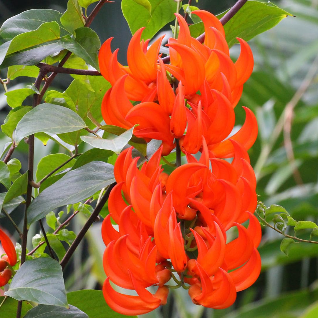 Tropical Jade Vine Seeds