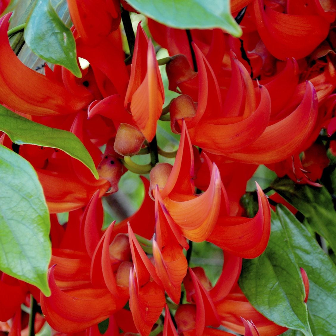 Tropical Jade Vine Seeds