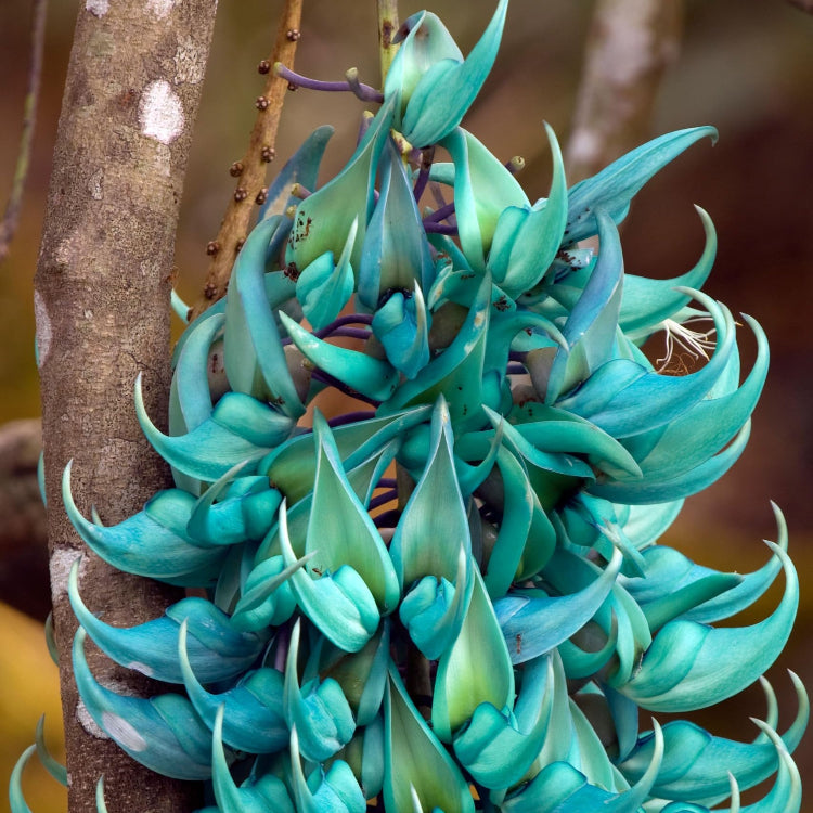 Tropical Jade Vine Seeds