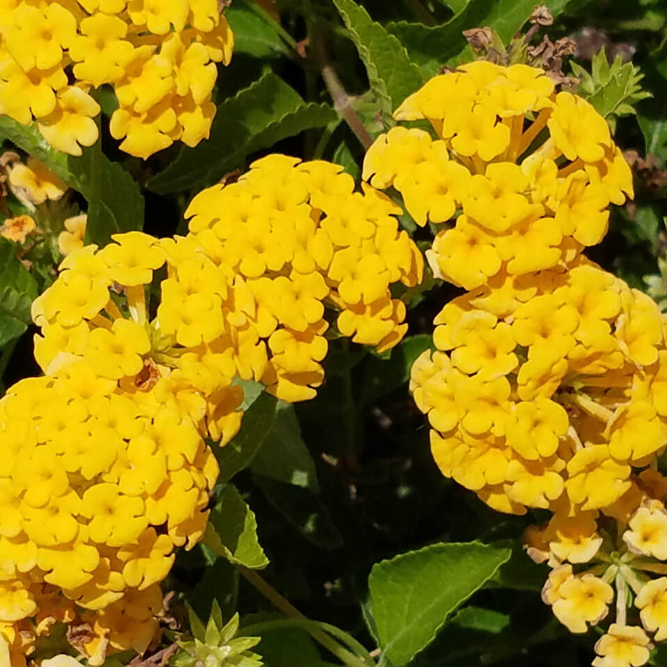 Tropical Lantana Seeds - Flower Plant