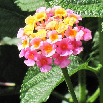 Tropical Lantana Seeds - Flower Plant