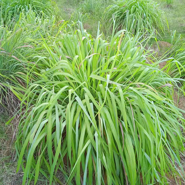 Tropical Lemon Grass Plant Seeds