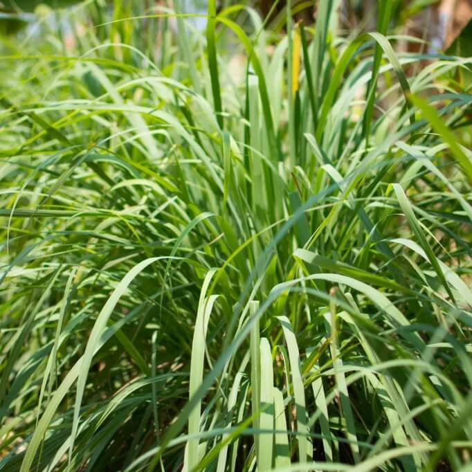 Tropical Lemon Grass Plant Seeds