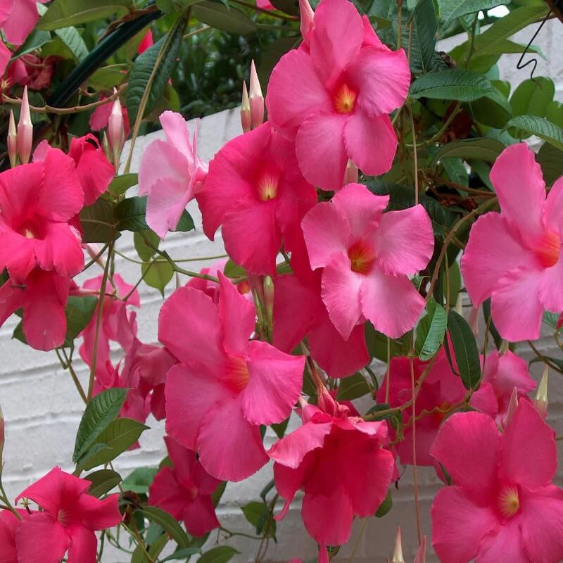 Tropical Mandevilla Seeds