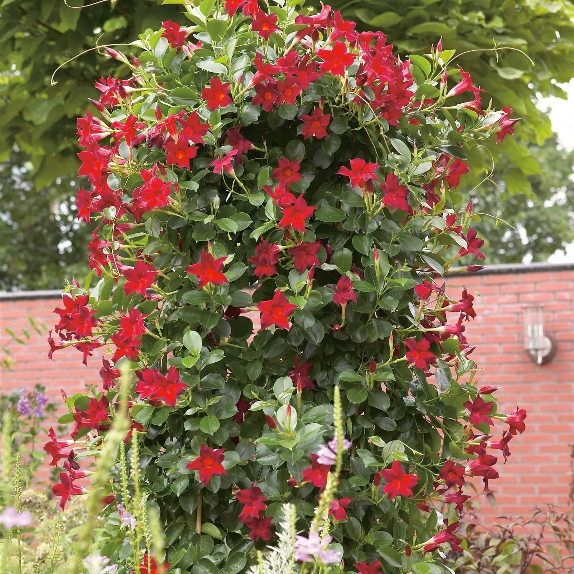 Tropical Mandevilla Seeds