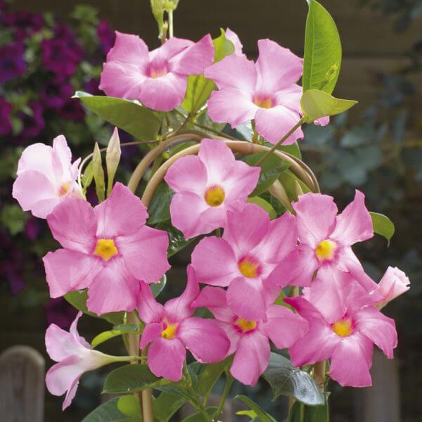 Tropical Mandevilla Seeds