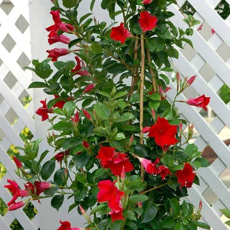 Tropical Mandevilla Seeds