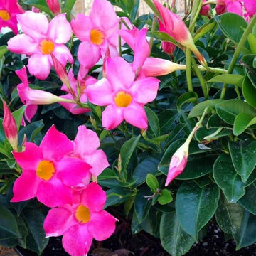 Tropical Mandevilla Seeds