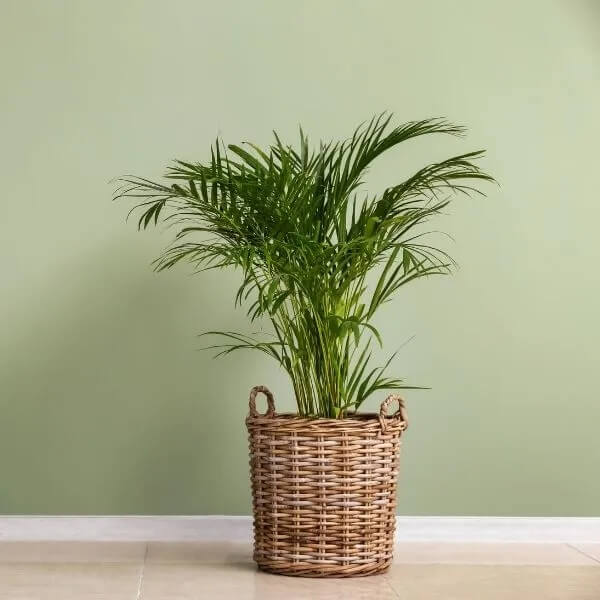 Tropical Palm Seeds