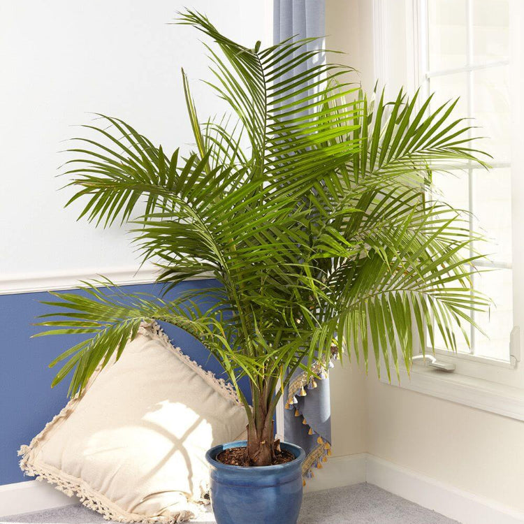 Tropical Palm Seeds